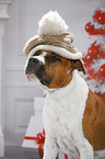 American Staffordshire Terrier Portrait
