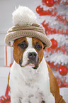 American Staffordshire Terrier Portrait