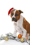 American Staffordshire Terrier with santa hat