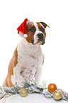 American Staffordshire Terrier with santa hat