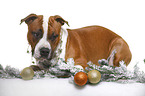 lying American Staffordshire Terrier