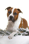 lying American Staffordshire Terrier