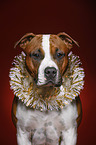 American Staffordshire Terrier Portrait