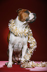 sitting American Staffordshire Terrier