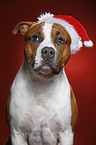 American Staffordshire Terrier with santa hat