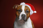 American Staffordshire Terrier with santa hat