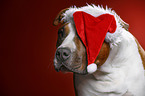 American Staffordshire Terrier with santa hat
