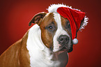 American Staffordshire Terrier with santa hat