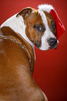 American Staffordshire Terrier with santa hat