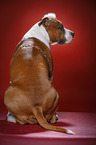 American Staffordshire Terrier with santa hat