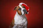 American Staffordshire Terrier with santa hat