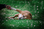 lying American Staffordshire Terrier