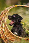 American Staffordshire Terrier Puppy