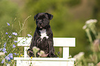 American Staffordshire Terrier Puppy