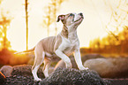 American Staffordshire Terrier