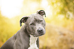 American Staffordshire Terrier