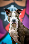 sitting American Staffordshire Terrier