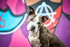 American Staffordshire Terrier portrait