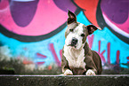 lying American Staffordshire Terrier