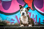 lying American Staffordshire Terrier
