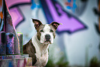American Staffordshire Terrier portrait