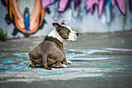 lying American Staffordshire Terrier