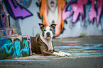 lying American Staffordshire Terrier
