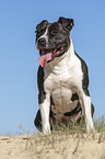 sitting American Staffordshire Terrier