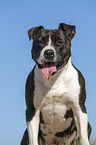 sitting American Staffordshire Terrier