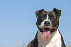 American Staffordshire Terrier portrait