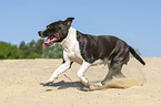 running American Staffordshire Terrier