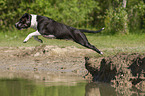 running American Staffordshire Terrier