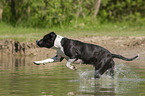running American Staffordshire Terrier