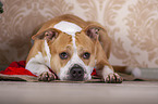 lying American Staffordshire Terrier