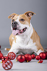 lying American Staffordshire Terrier