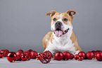 lying American Staffordshire Terrier
