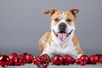 lying American Staffordshire Terrier