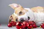 American Staffordshire Terrier portrait