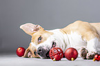 lying American Staffordshire Terrier