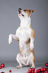 sitting American Staffordshire Terrier