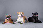 lying American Staffordshire Terrier
