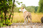 American Staffordshire Terrier