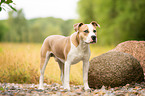 American Staffordshire Terrier