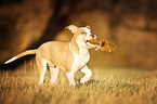 American Staffordshire Terrier Puppy