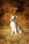 American Staffordshire Terrier Puppy