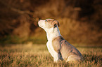 American Staffordshire Terrier Puppy