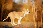 American Staffordshire Terrier Puppy