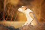 American Staffordshire Terrier Puppy