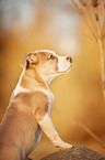 American Staffordshire Terrier Puppy