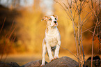 American Staffordshire Terrier Puppy